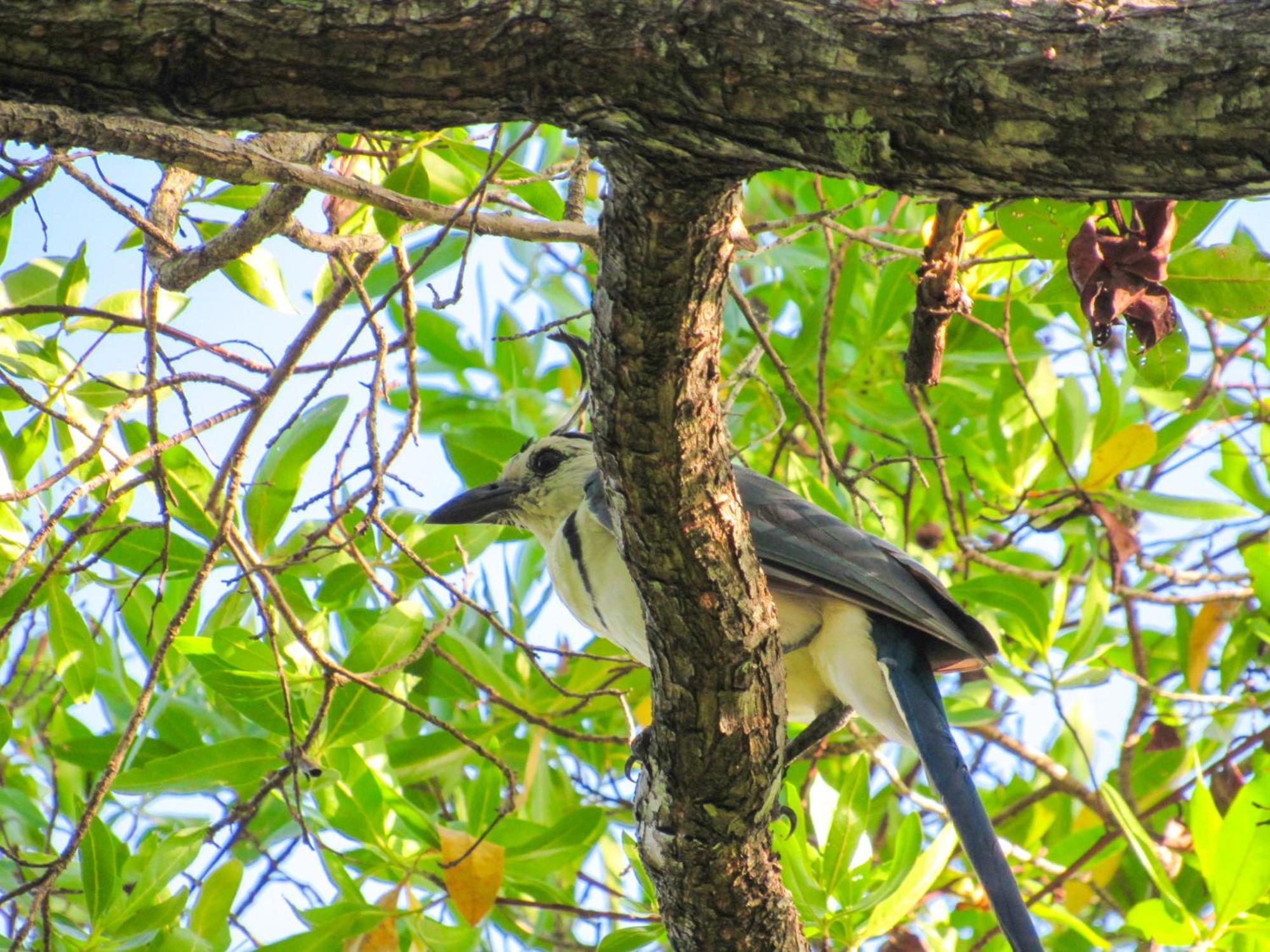 Hospedaje Combi Dream Bird Apartment Playas del Coco Luaran gambar